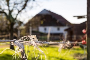 Haus vom  Reit- und Zuchthofes Strobl im Salzkammergut 